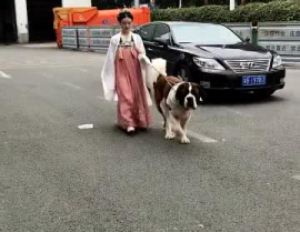 圣伯纳小姐姐,忠诚守护与温暖陪伴的传奇犬种